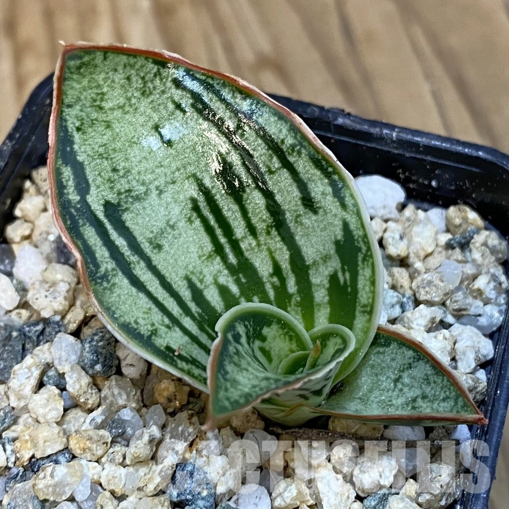 SH29131 Sansevieria 'Cleopatra' - Image 2