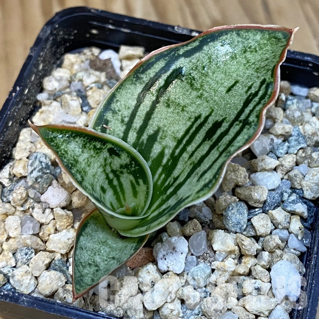 SH29131 Sansevieria 'Cleopatra'