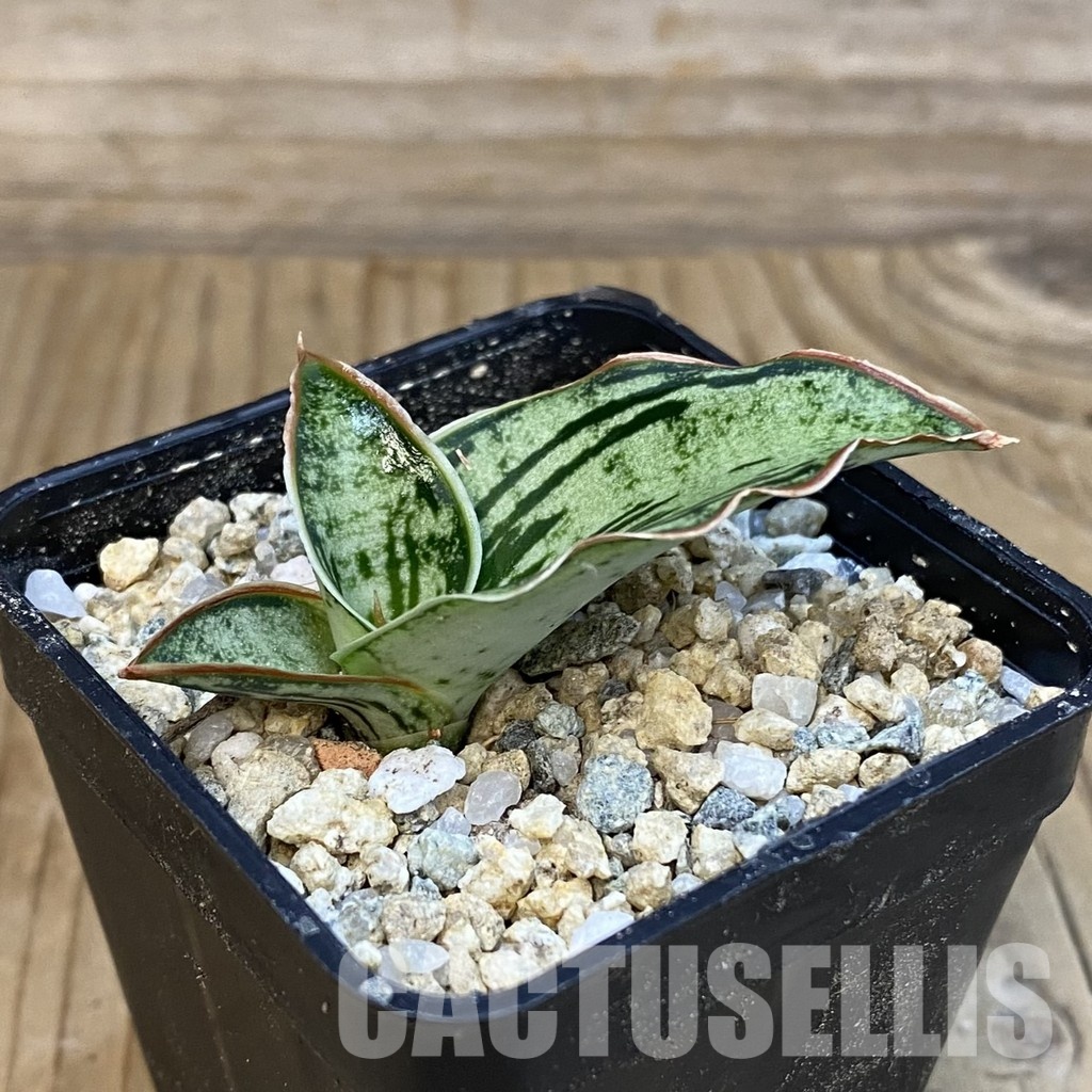 SH29131 Sansevieria 'Cleopatra' - Image 3