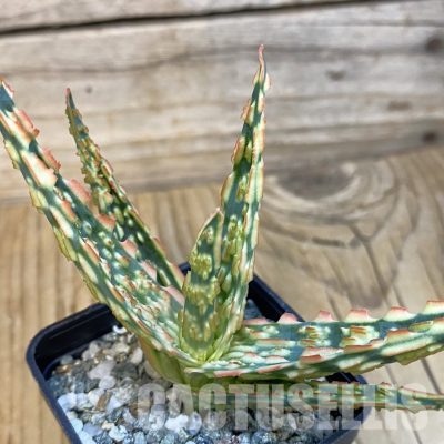 SH29132 Aloe TCT hybrid
