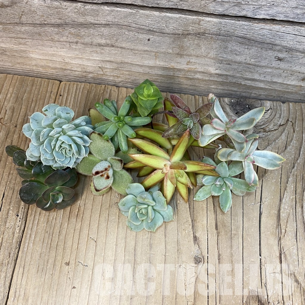 SH29139 Succulents mix, cuted - Image 2