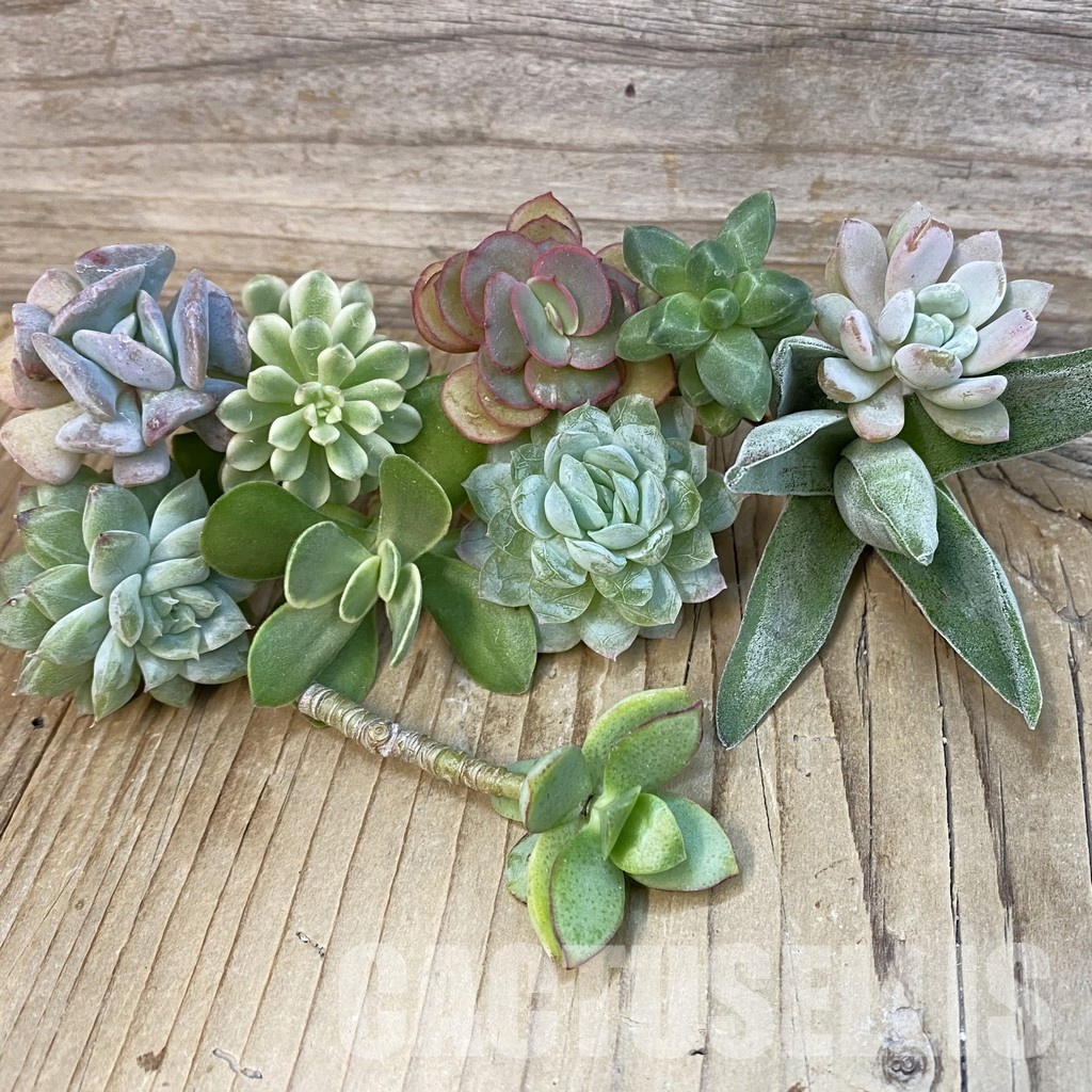 SH29140 Succulents mix, cuted