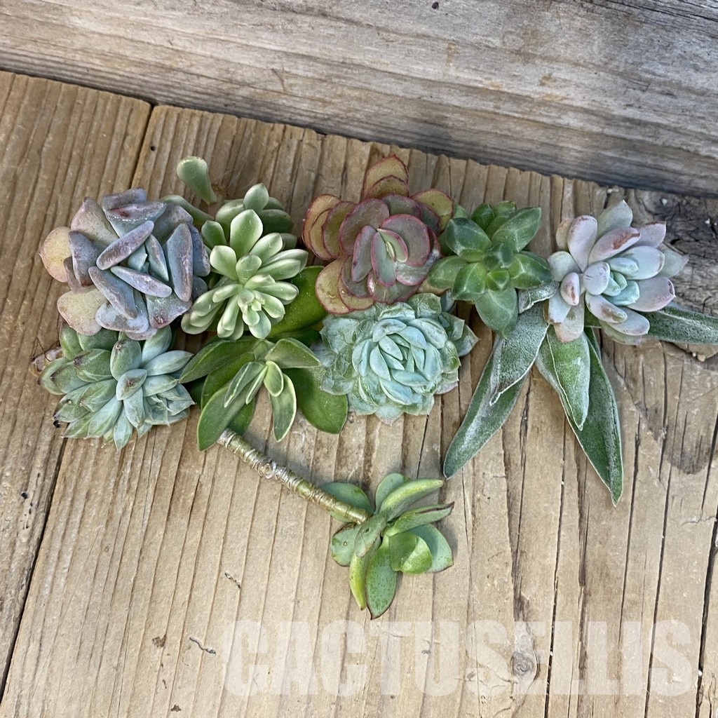 SH29140 Succulents mix, cuted - Image 2