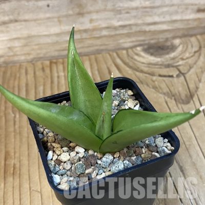 SH29083 Sansevieria 'Manee Thawee'