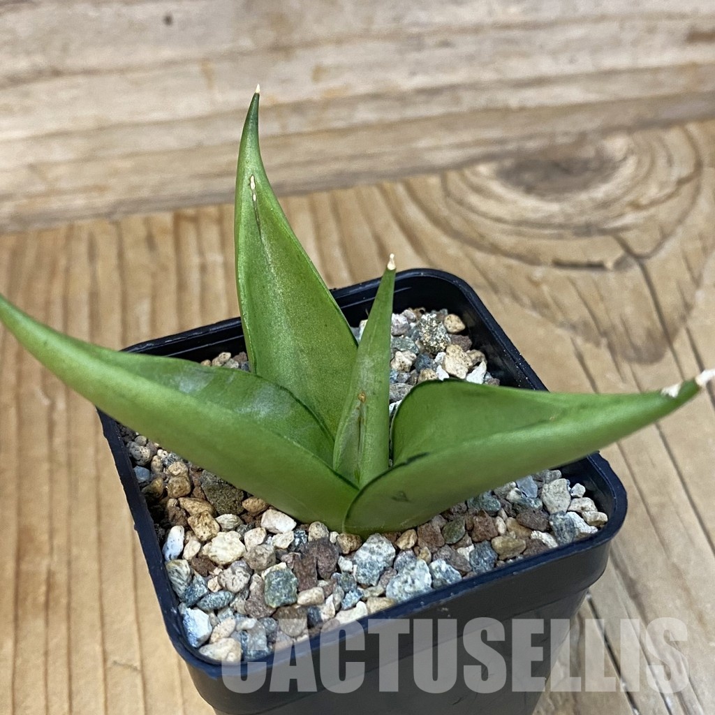 SH29083 Sansevieria 'Manee Thawee'
