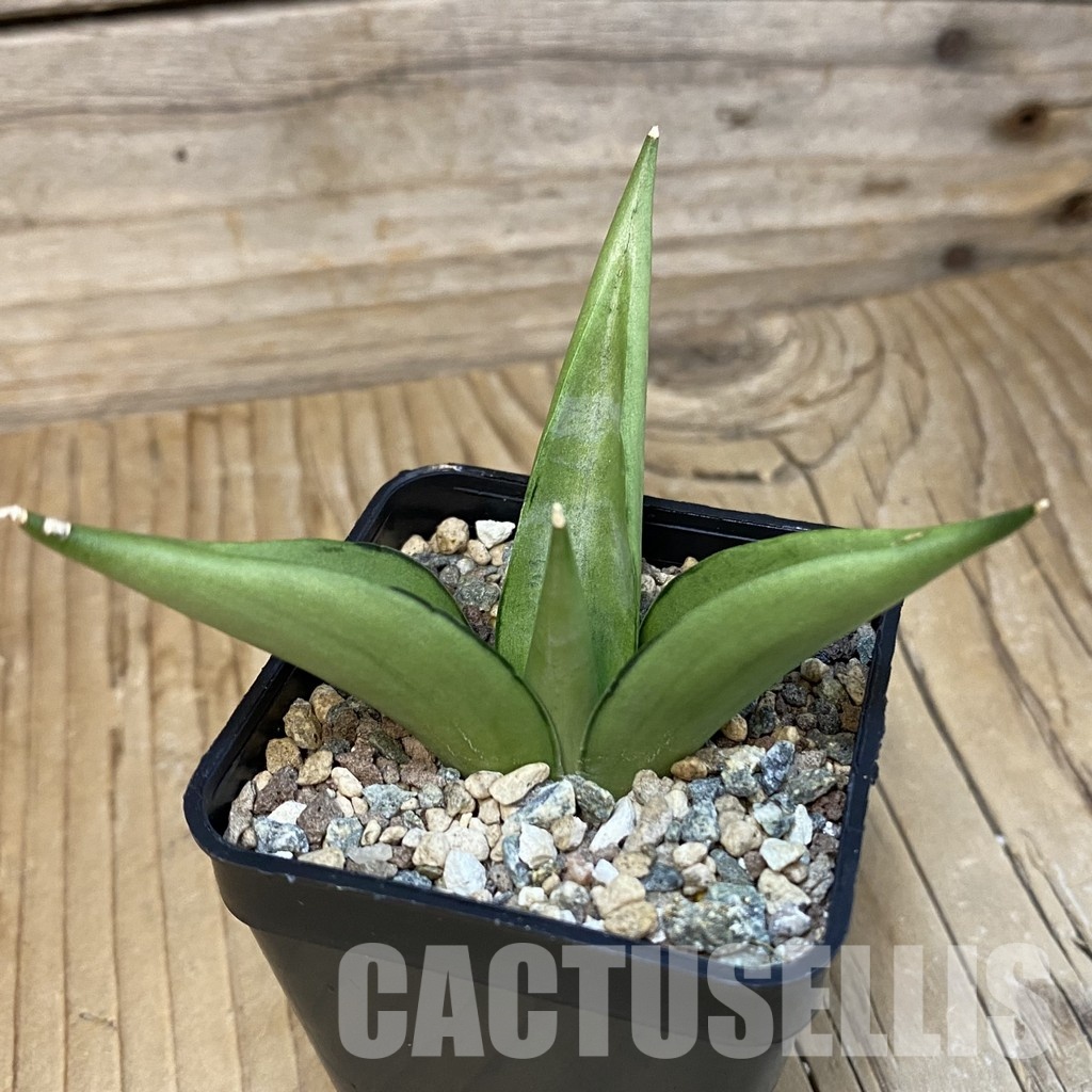 SH29083 Sansevieria 'Manee Thawee' - Image 2