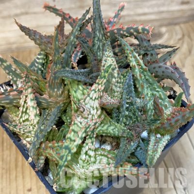 SH29086 Aloe TCT hybrid mix