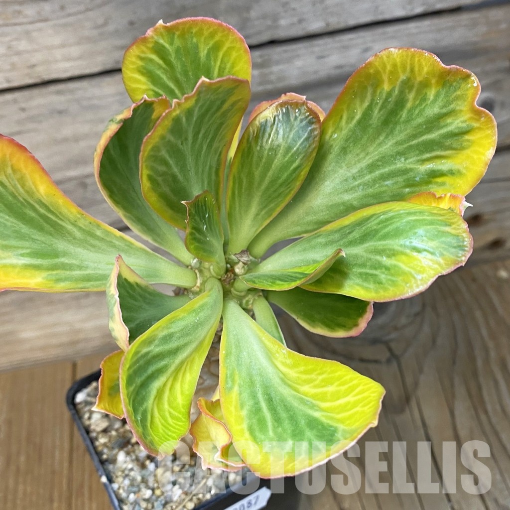 SH29087 Euphorbia poissonii f. variegata