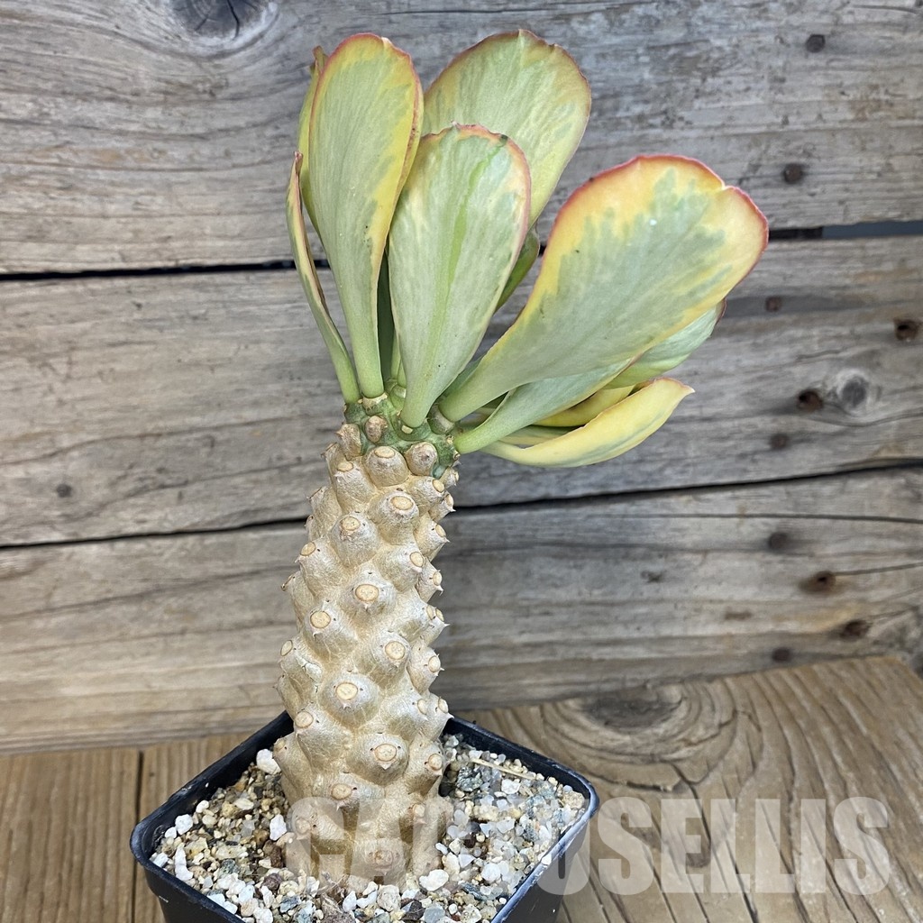 SH29087 Euphorbia poissonii f. variegata - Image 2