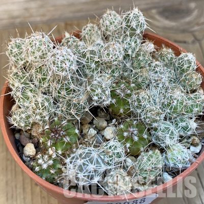 SH29088 Corynopuntia bulbispina x Melocactus matanzanus