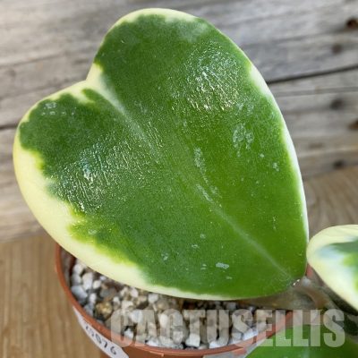 SH29076 Hoya kerrii f. variegata