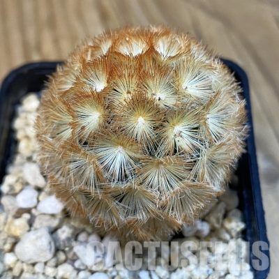 SH29091 Mammillaria carmenae hybrid