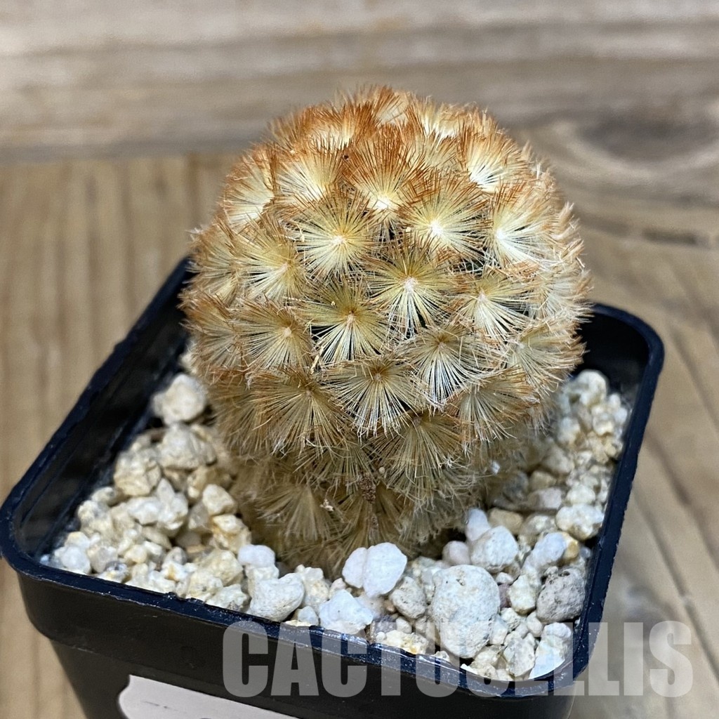 SH29091 Mammillaria carmenae hybrid - Image 2