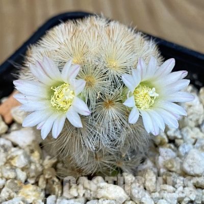 SH29094 Mammillaria carmenae hybrid