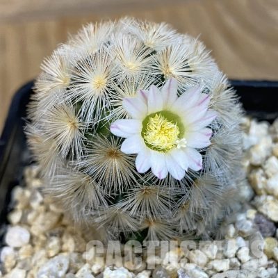 SH29095 Mammillaria carmenae hybrid