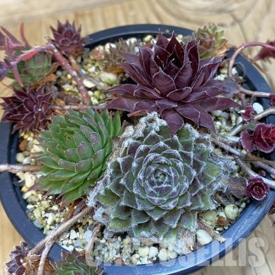 SH29097 Succulents mix, (cold-resistant)