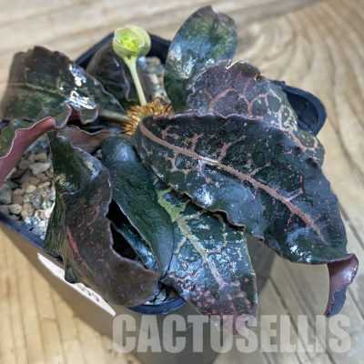 SH29099 Euphorbia francoisii hybrid