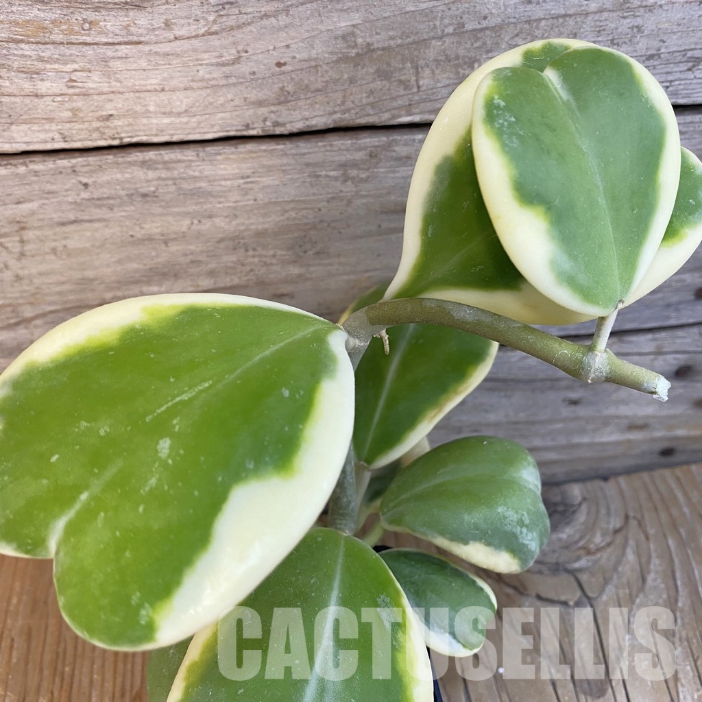 SH29173 Hoya kerrii f. variegata