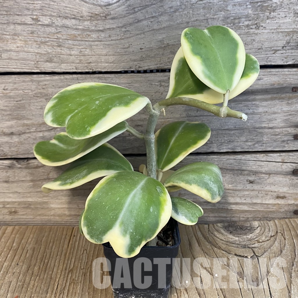 SH29173 Hoya kerrii f. variegata - Image 2