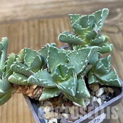 SH29175 Faucaria felina