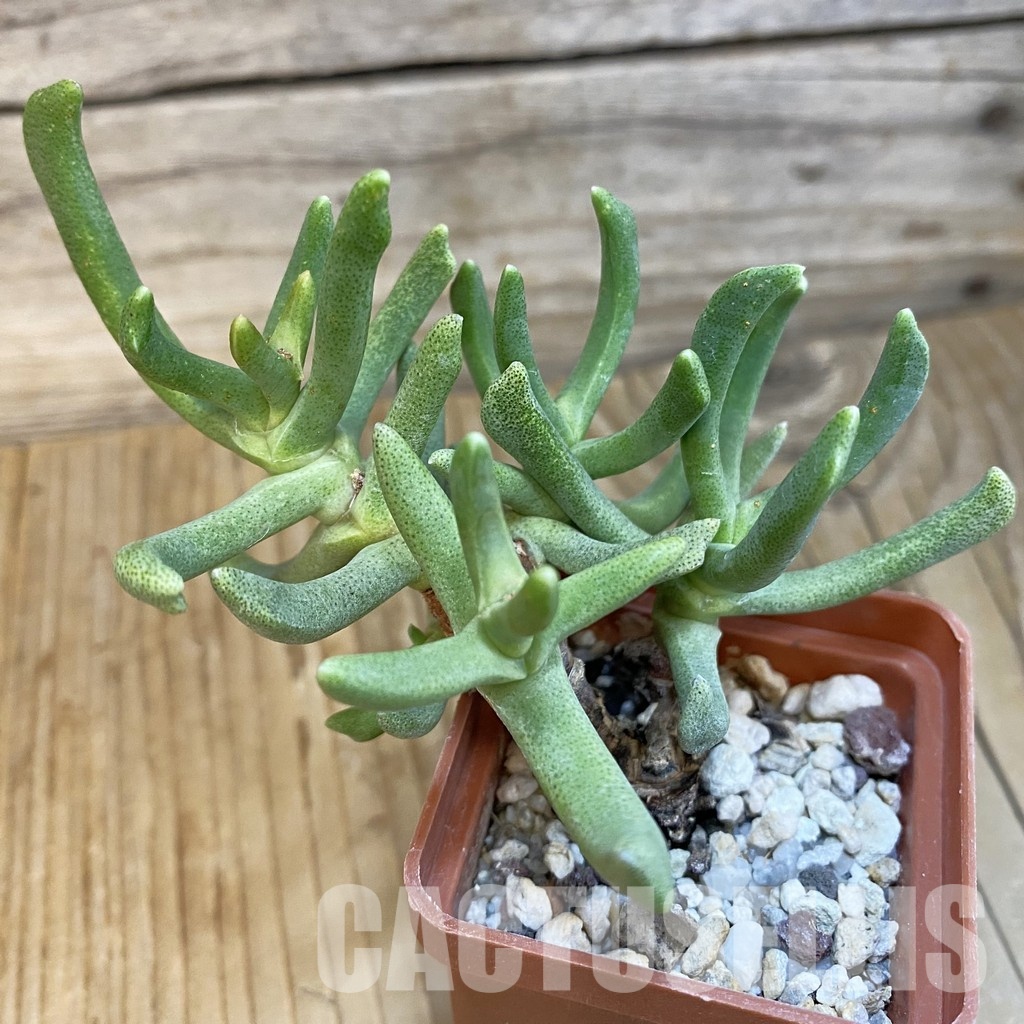 SH29176 Rhombophyllum dolabriforme