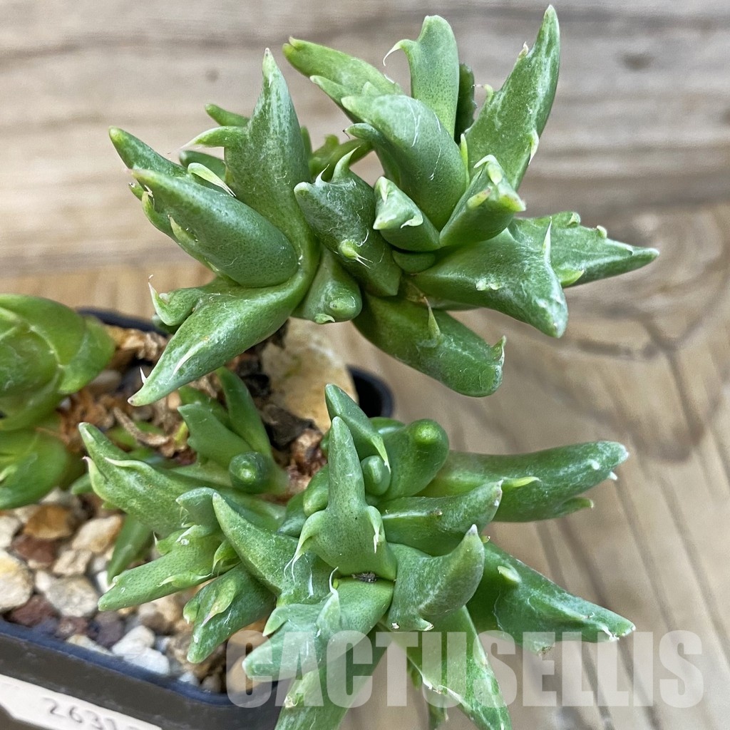 SH29145 Faucaria sp. f. monstrosa