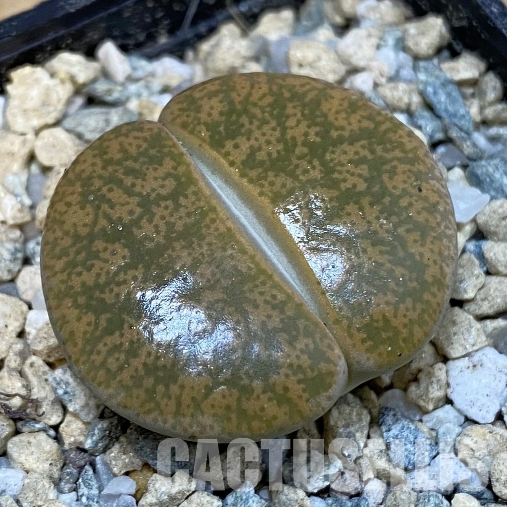 SH29178 Lithops 'Albinigold' x stousthrowth