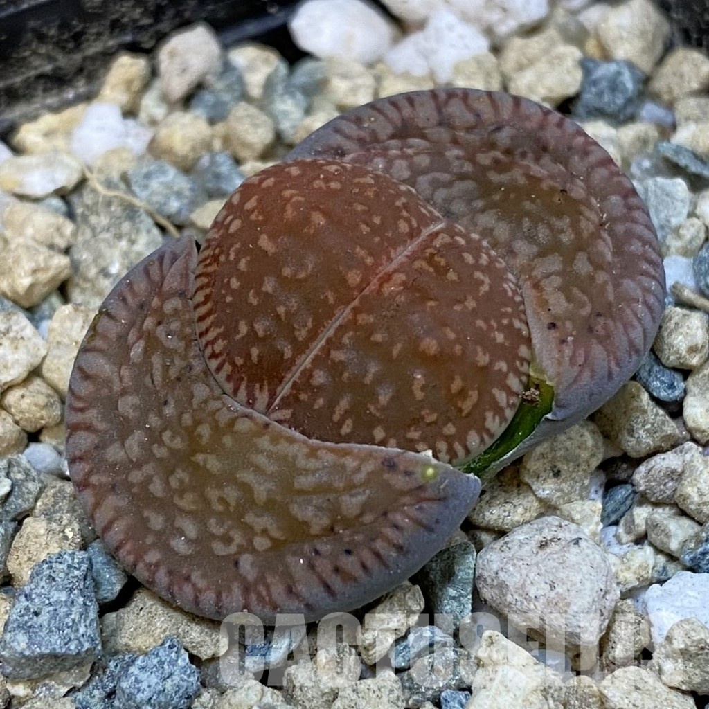 SH29181 Dinteranthus vanzylii 'Green' x 'Grey'