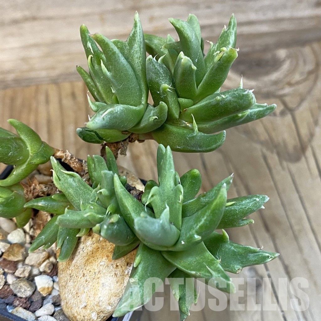 SH29145 Faucaria sp. f. monstrosa - Image 2