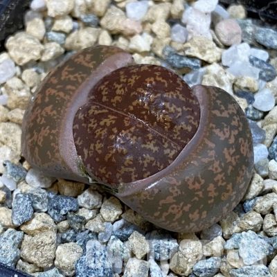 SH29182 Lithops lesliei