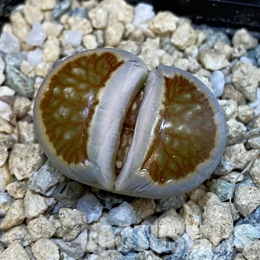 SH29186 Lithops julii ‘Kikusiyo Giyoku’ hybrid