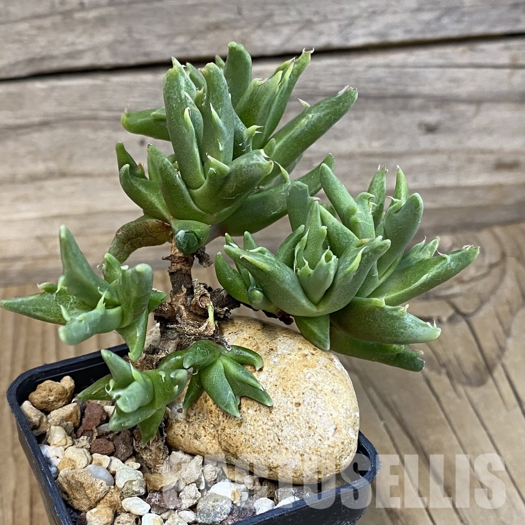 SH29145 Faucaria sp. f. monstrosa - Image 3