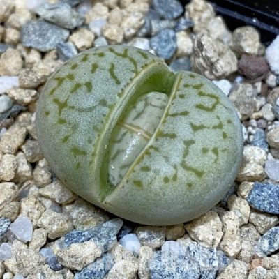 SH29187 Dinteranthus vanzylii 'Grey' x 'Grey'