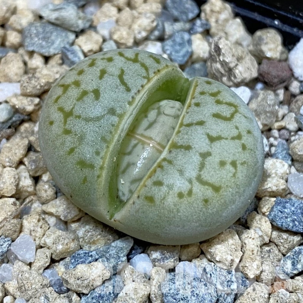 SH29187 Dinteranthus vanzylii 'Grey' x 'Grey'