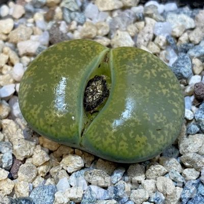 SH29189 Lithops lesliei v. albinica