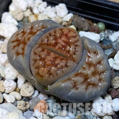 SH29190 Lithops karasmontana v. lateritia