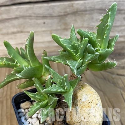 SH29146 Faucaria f. monstrosa