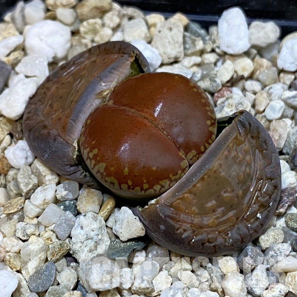 SH29200 Lithops aucampiae ‘Dark Wine Red’