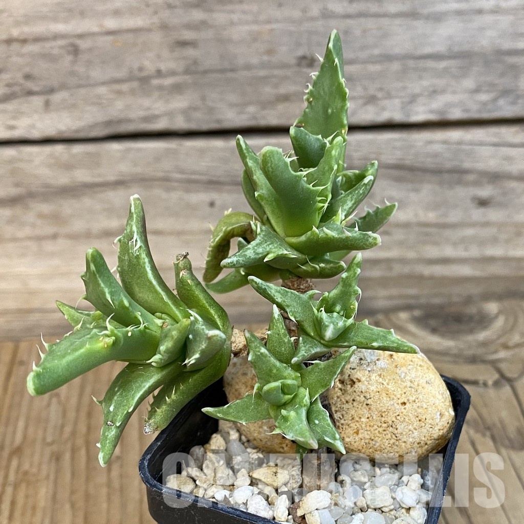 SH29146 Faucaria f. monstrosa - Image 2