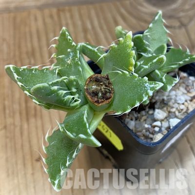SH29148 Faucaria cradockensis -Mortimer-