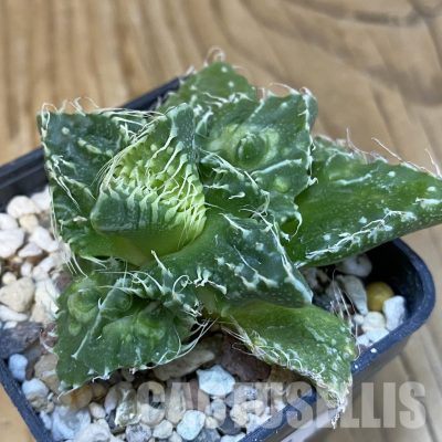 SH29149 Faucaria tuberculosa