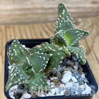 SH29151 Faucaria tuberculosa