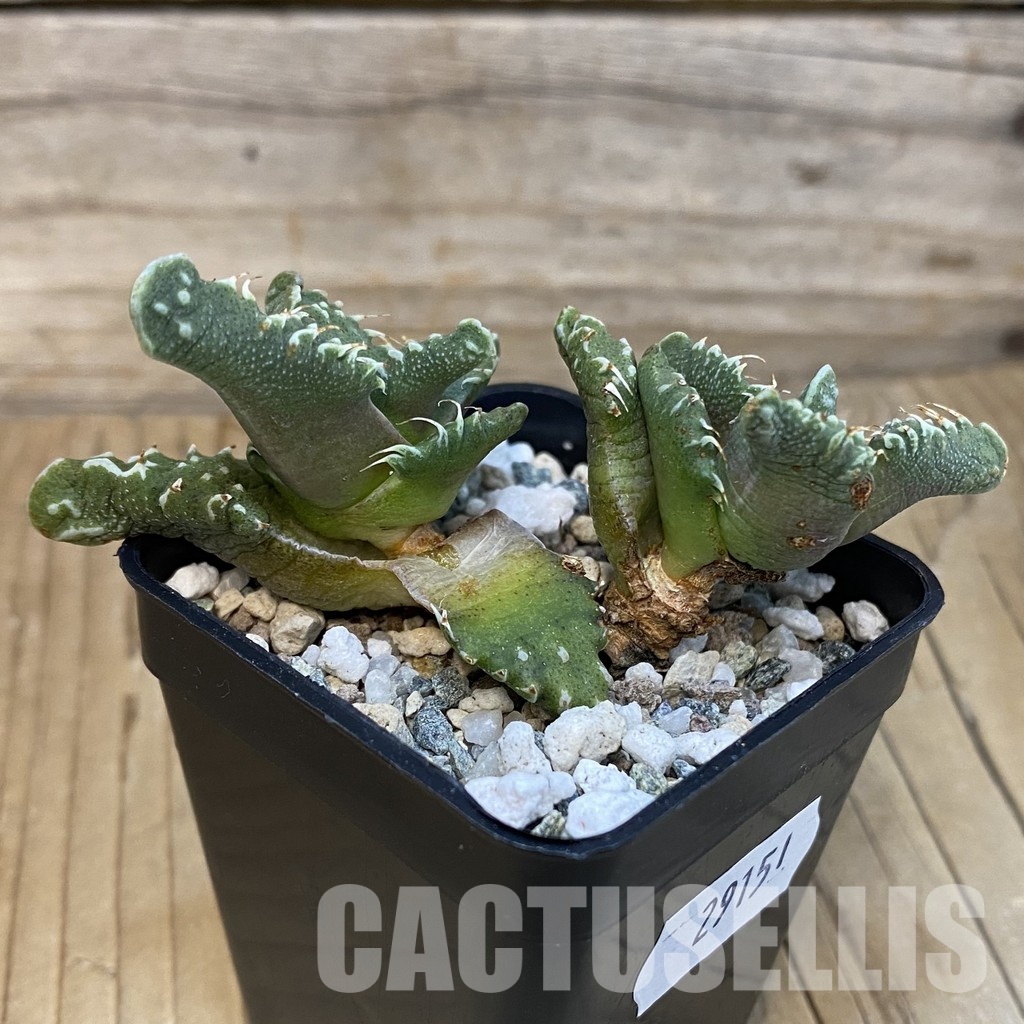SH29151 Faucaria tuberculosa - Image 2