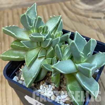 SH29152 Faucaria bosscheana PB1628
