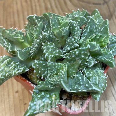 SH29153 Faucaria tuberculosa