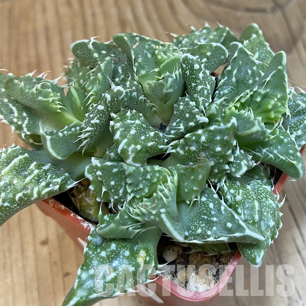 SH29153 Faucaria tuberculosa