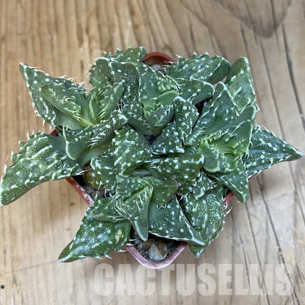 SH29153 Faucaria tuberculosa - Image 2