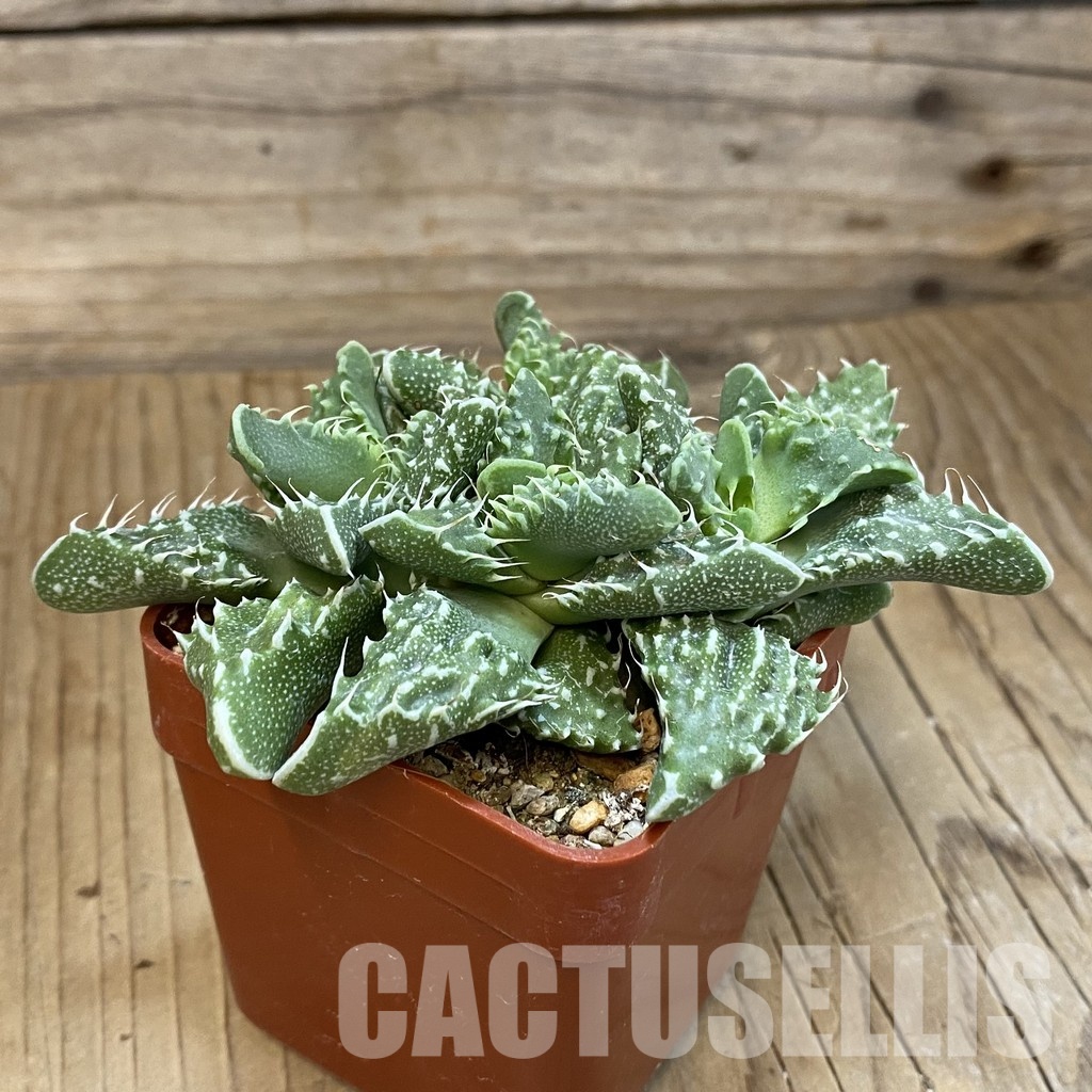 SH29153 Faucaria tuberculosa - Image 3