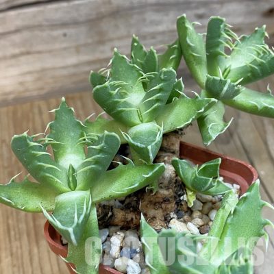 SH29142 Faucaria felina -Fairview-