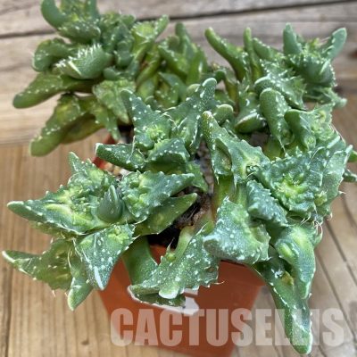 SH29154 Faucaria tuberculosa,10 years old